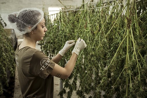 a weed farmer