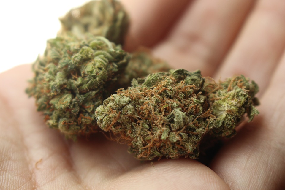 weed-cannabis